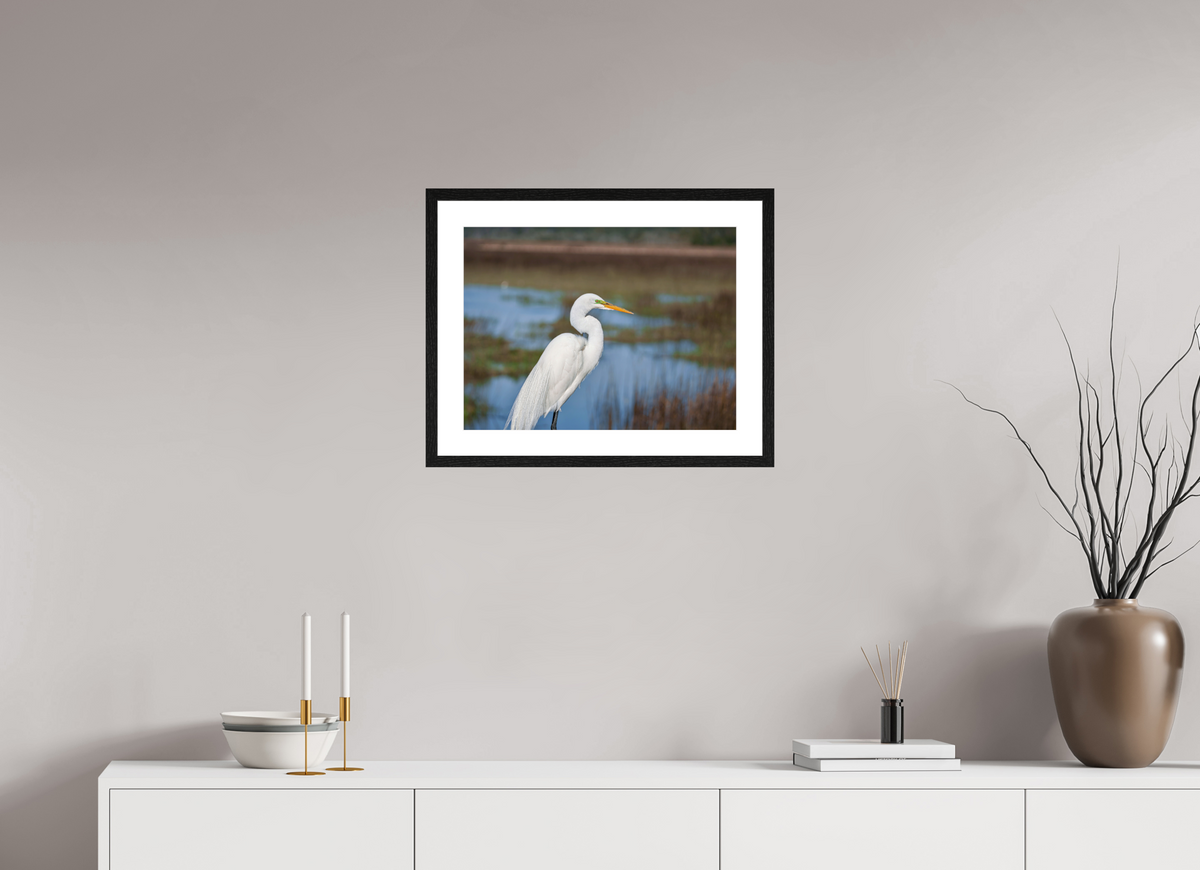 20 x 15″, Glossy Print (Framed) A Great Egret