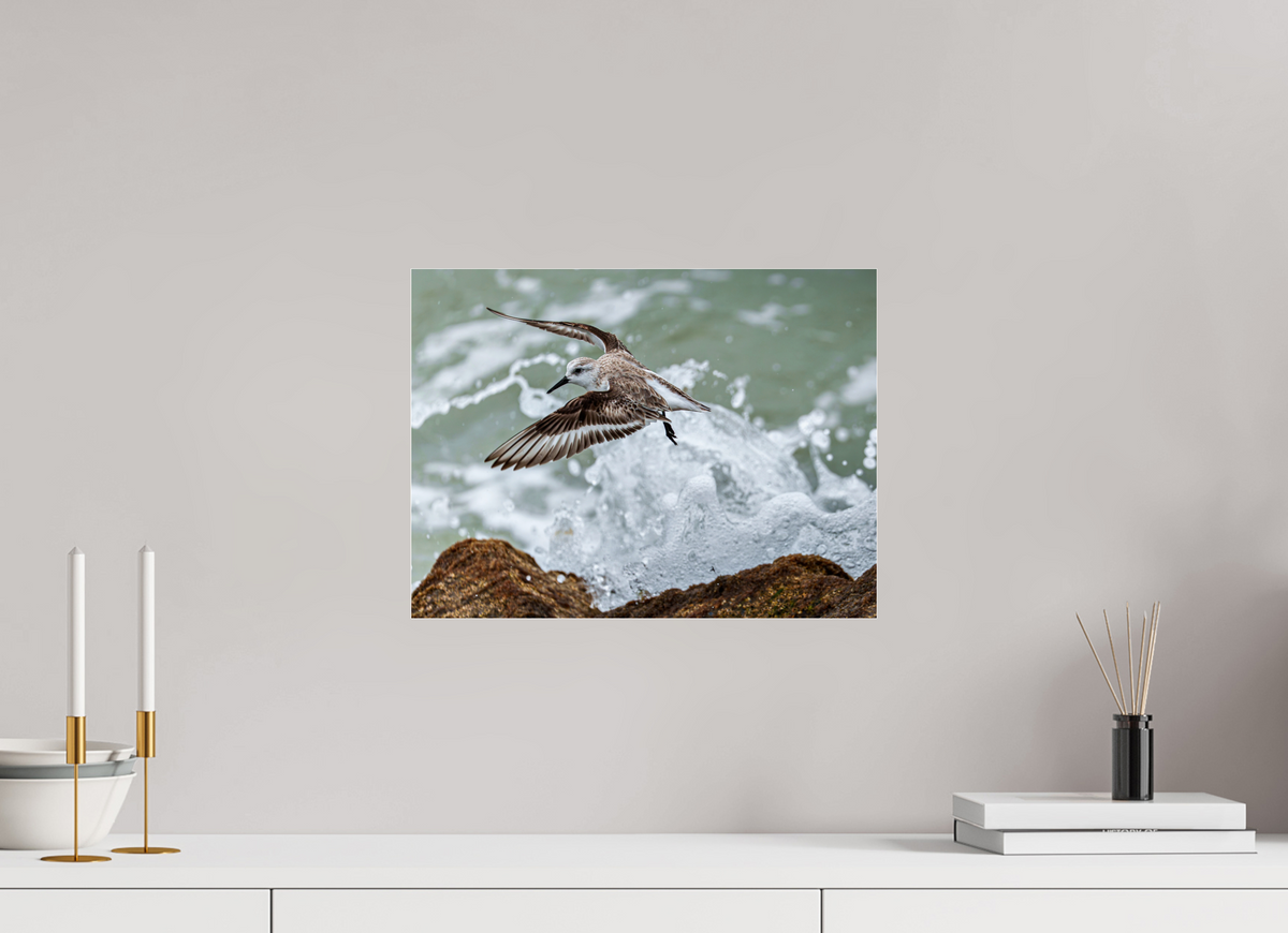 16 x 12″, Acrylic under Glass (Unframed) A Sanderling and the Ocean