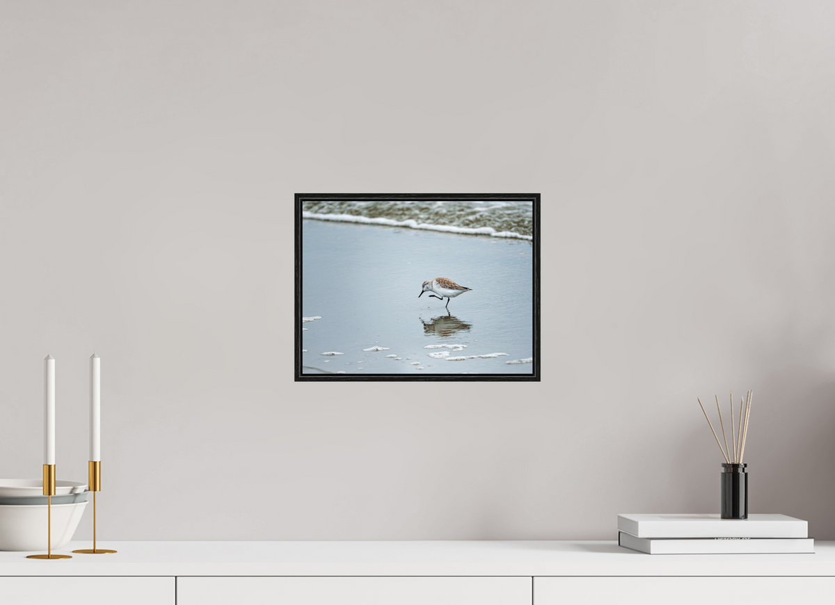 12 x 9″, Acrylic under Glass (Framed) A Sanderling Scratch