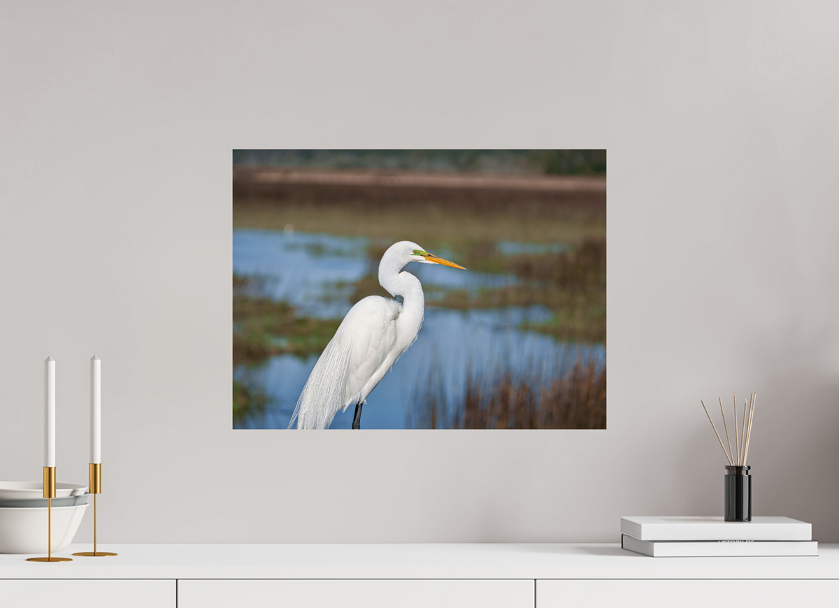 20 x 15″, Glossy Print (Unframed) A Great Egret