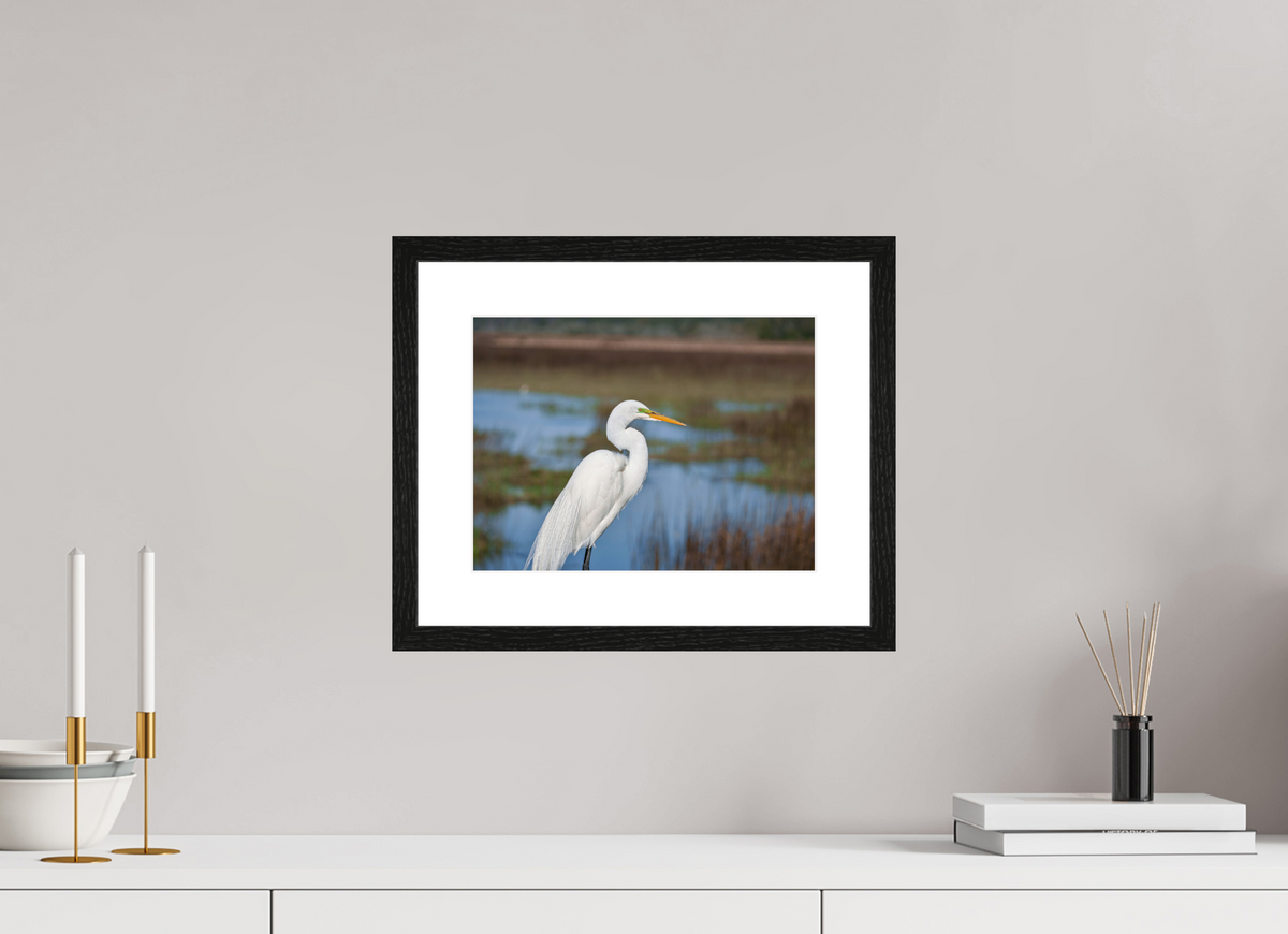 12 x 9″, Glossy Print (Framed) A Great Egret