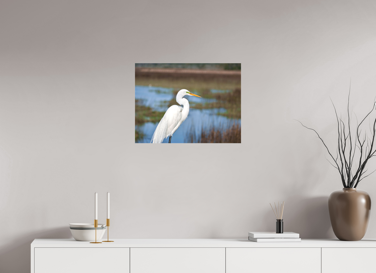 24 x 18″, Canvas Print A Great Egret