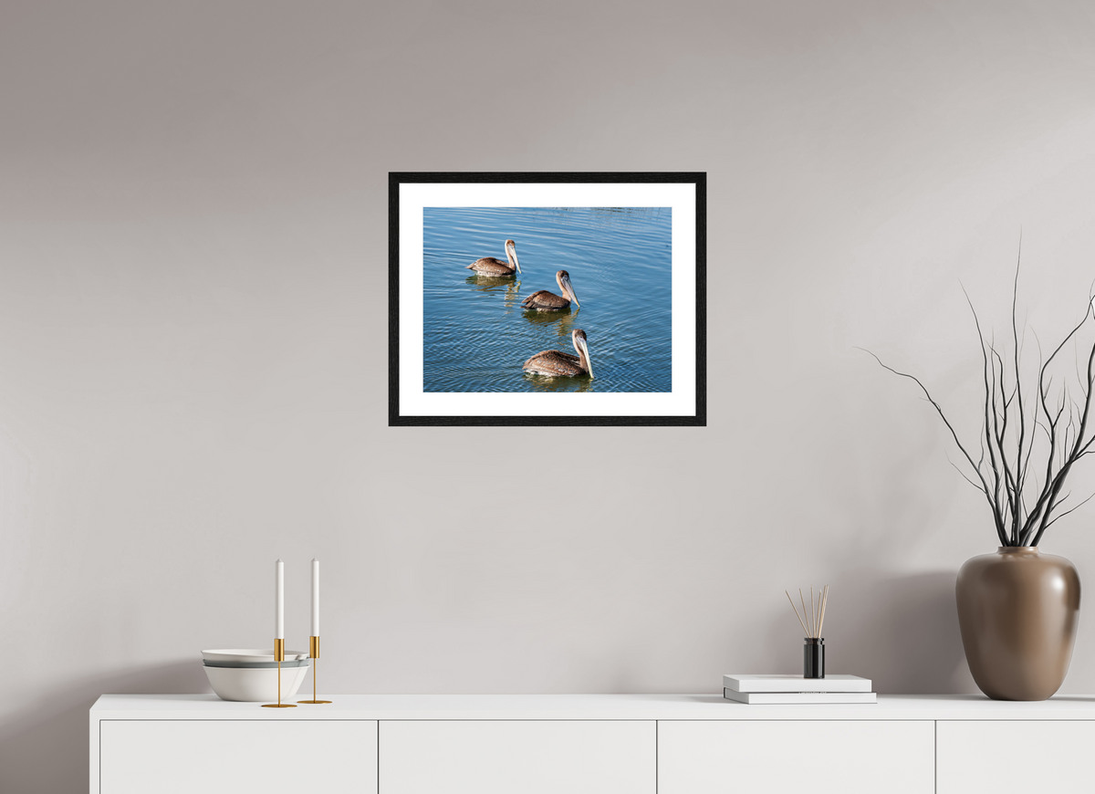 20 x 15″, Glossy Print (Framed) Triple Brown Pelican