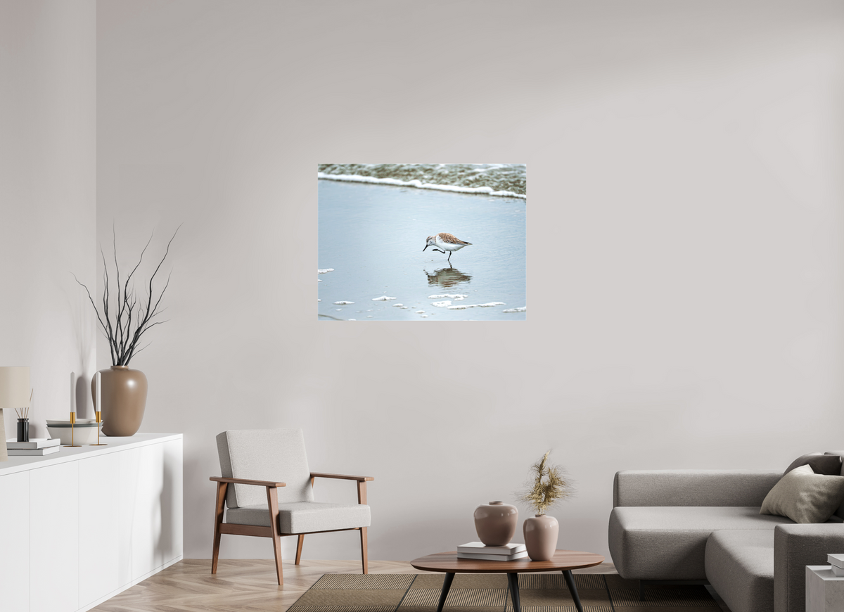40 x 30″, Canvas Print A Sanderling Scratch