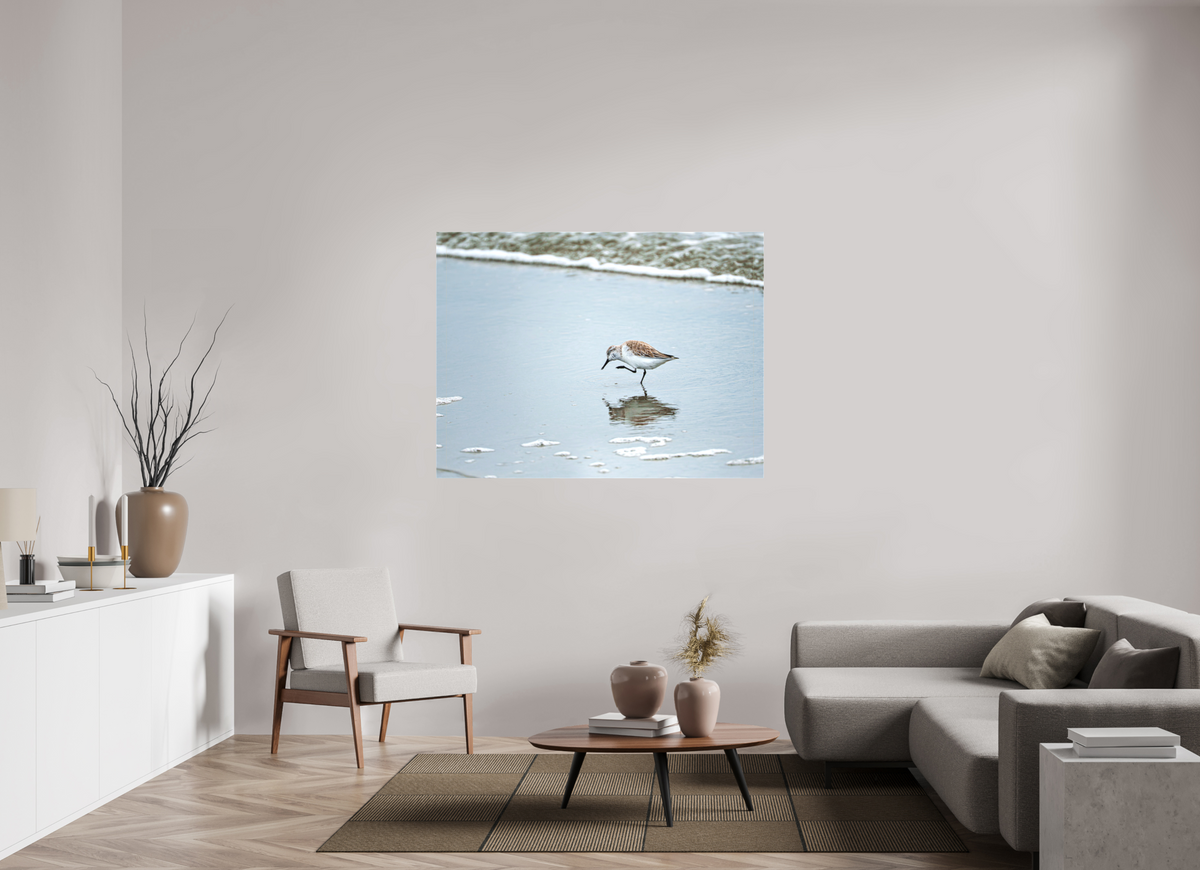 56 x 42″, Canvas Print A Sanderling Scratch