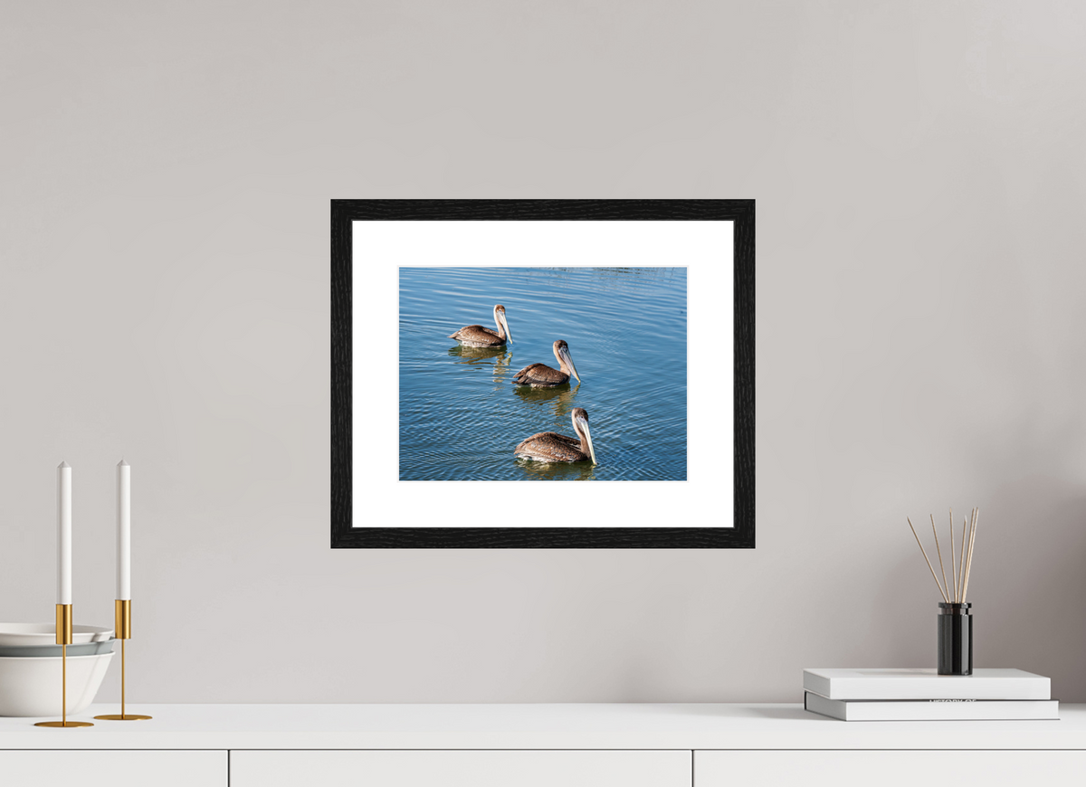 12 x 9″, Glossy Print (Framed) Triple Brown Pelican