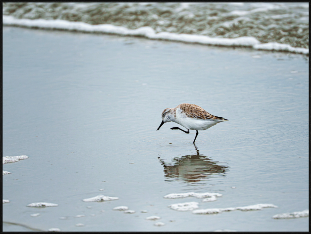 Main image A Sanderling Scratch