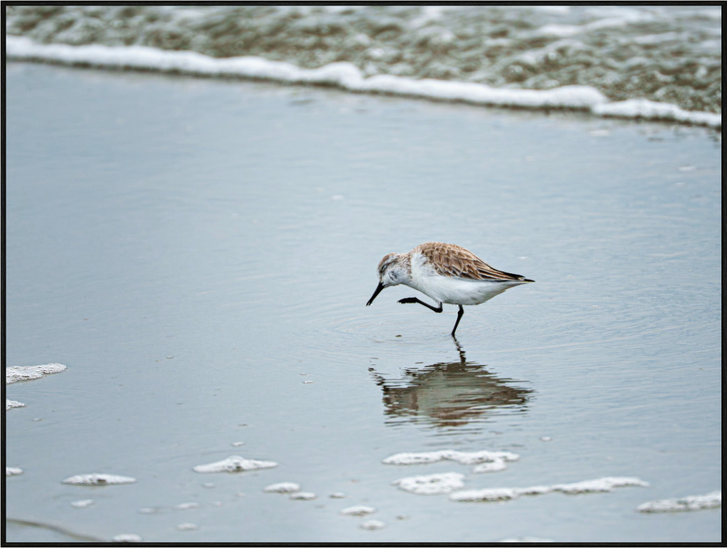 Main image A Sanderling Scratch