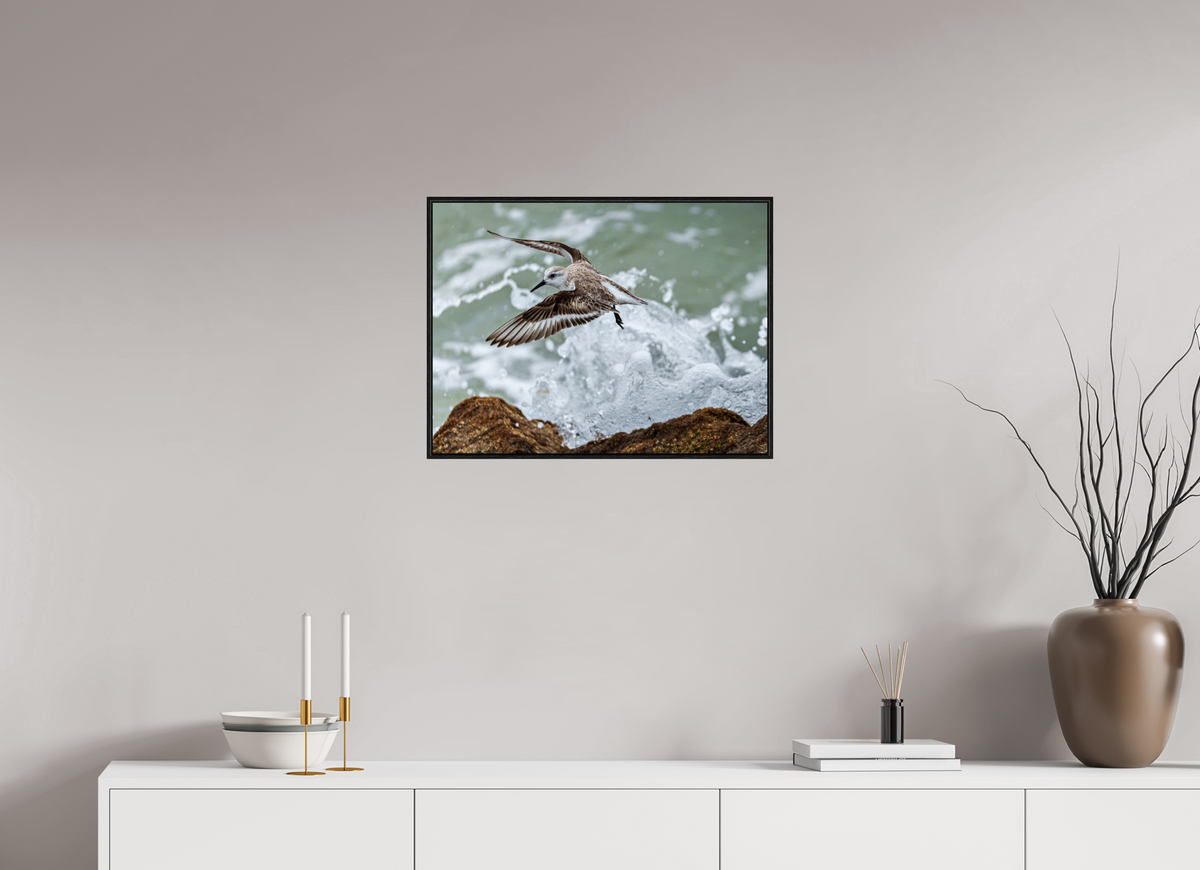 24 x 18″, Acrylic under Glass (Framed) A Sanderling and the Ocean