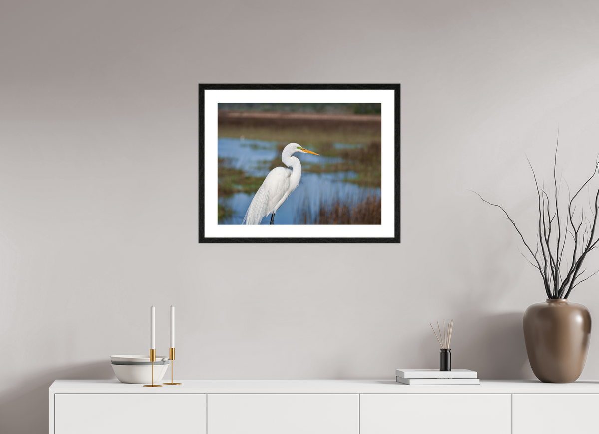 24 x 18″, Glossy Print (Framed) A Great Egret