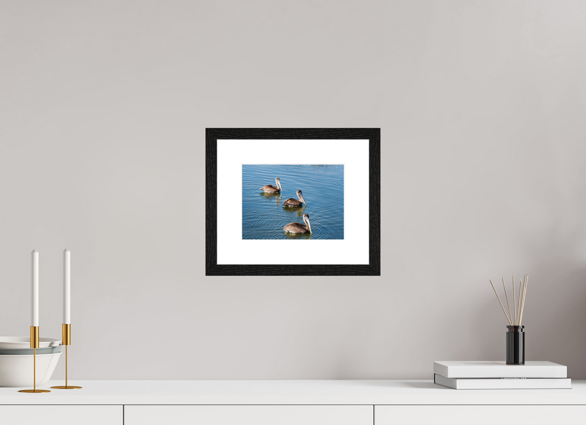 8 x 6″, Glossy Print (Framed) Triple Brown Pelican