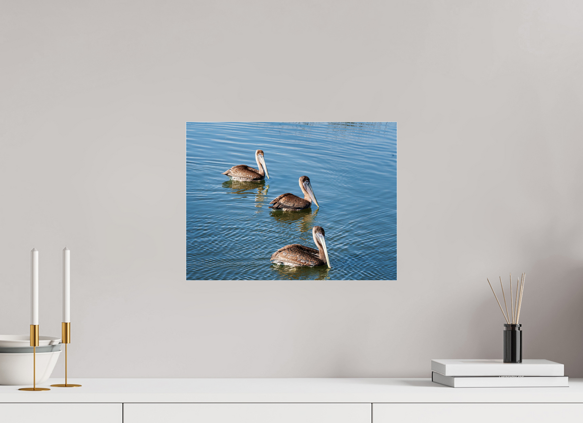16 x 12″, Acrylic under Glass (Unframed) Triple Brown Pelican