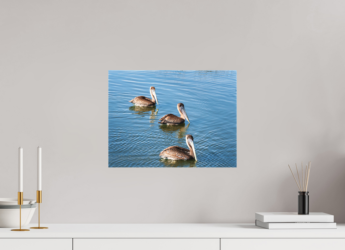 16 x 12″, Canvas Print Triple Brown Pelican