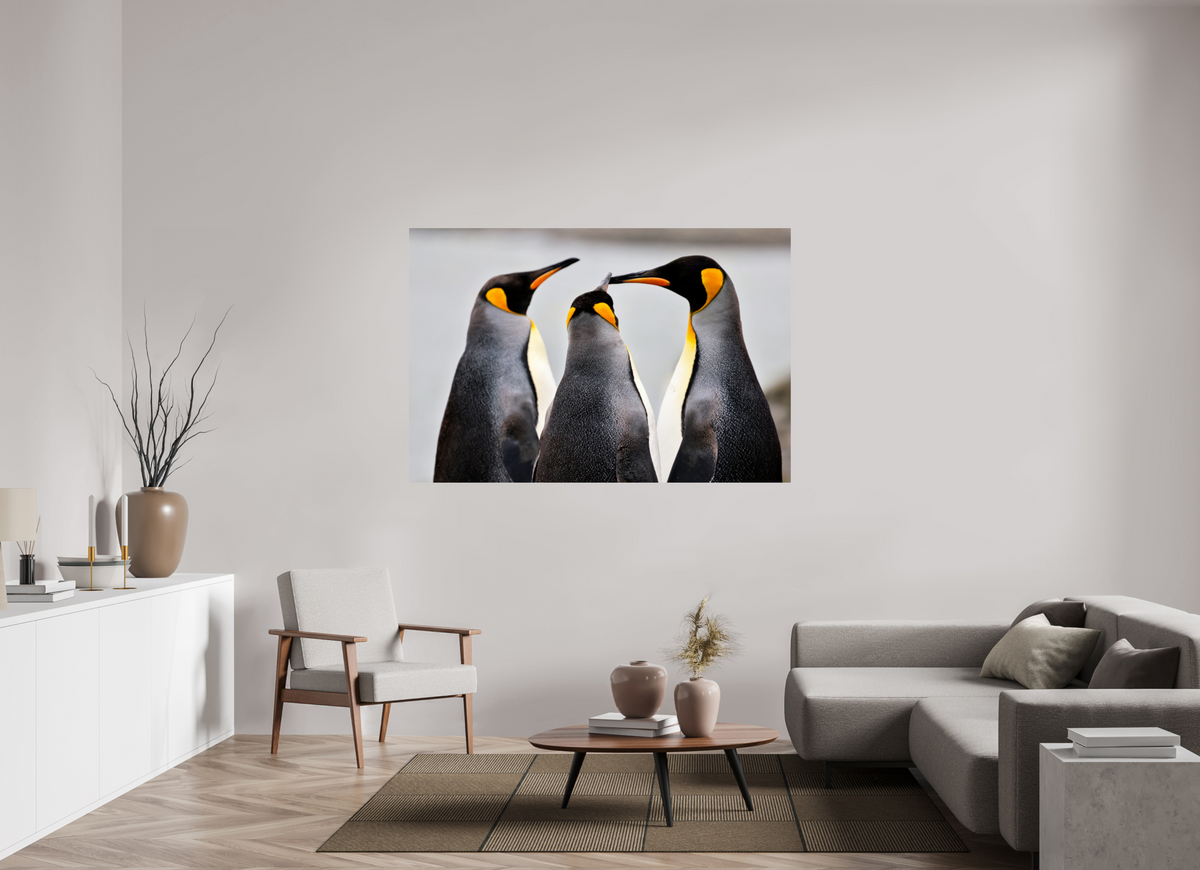 66 x 44″, Glossy Print (Unframed) A12