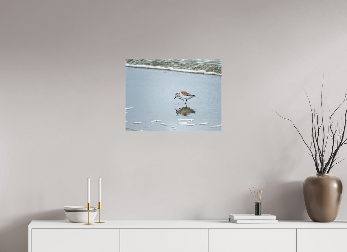 24 x 18″, Acrylic under Glass (Unframed) A Sanderling Scratch