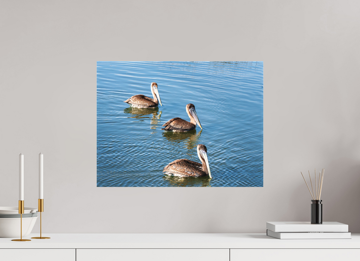 20 x 15″, Canvas Print Triple Brown Pelican