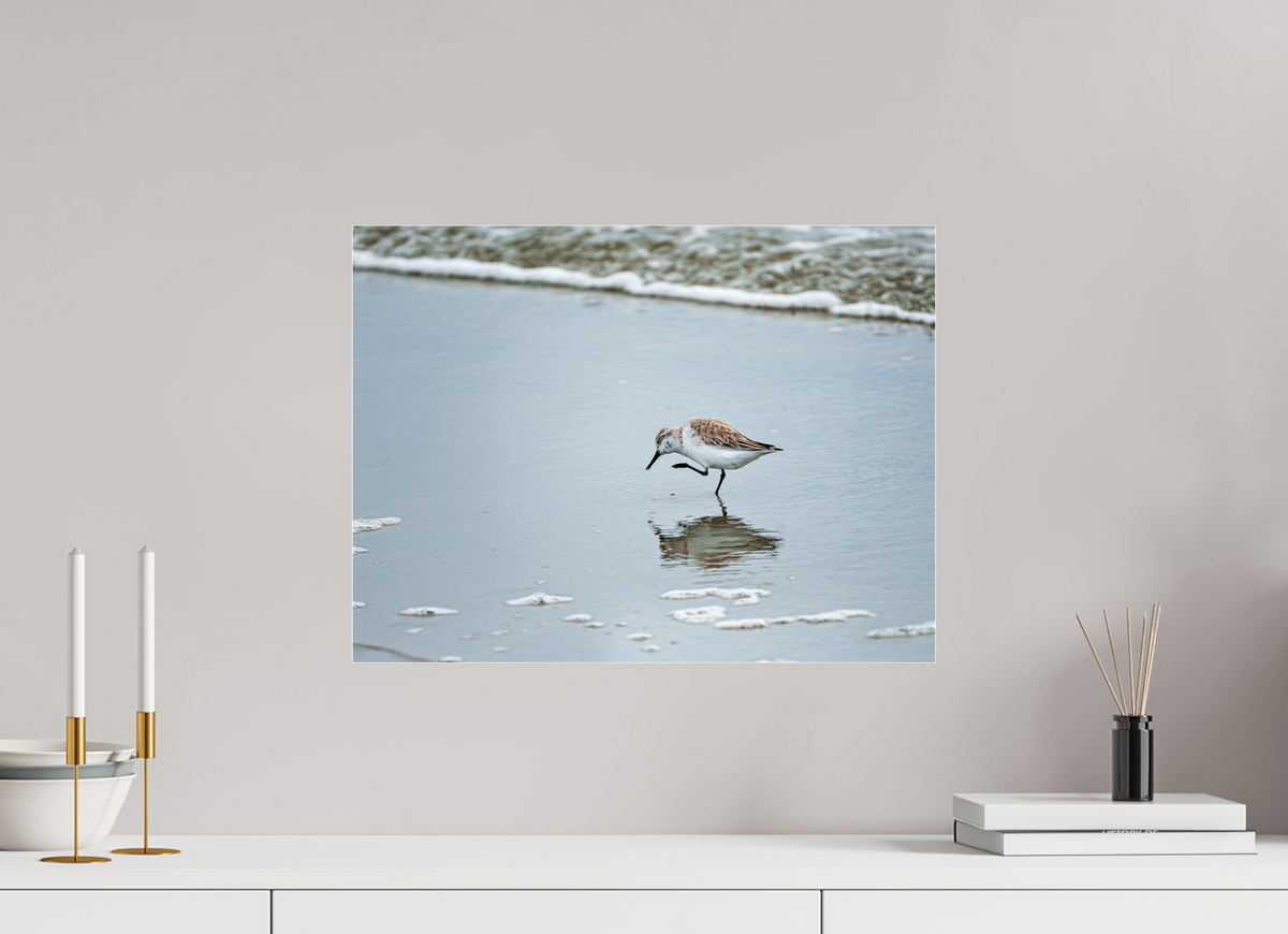 20 x 15″, Acrylic under Glass (Unframed) A Sanderling Scratch