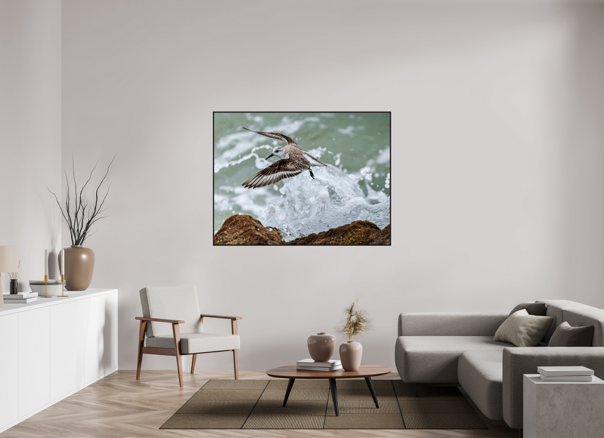 60 x 45″, Acrylic under Glass (Framed) A Sanderling and the Ocean