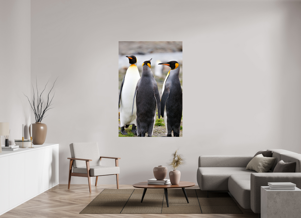 44 x 66″, Glossy Print (Unframed) A13