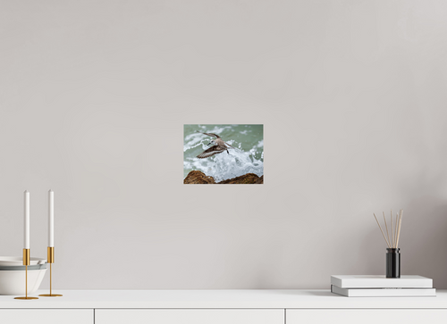 8 x 6″, Glossy Print (Unframed) A Sanderling and the Ocean