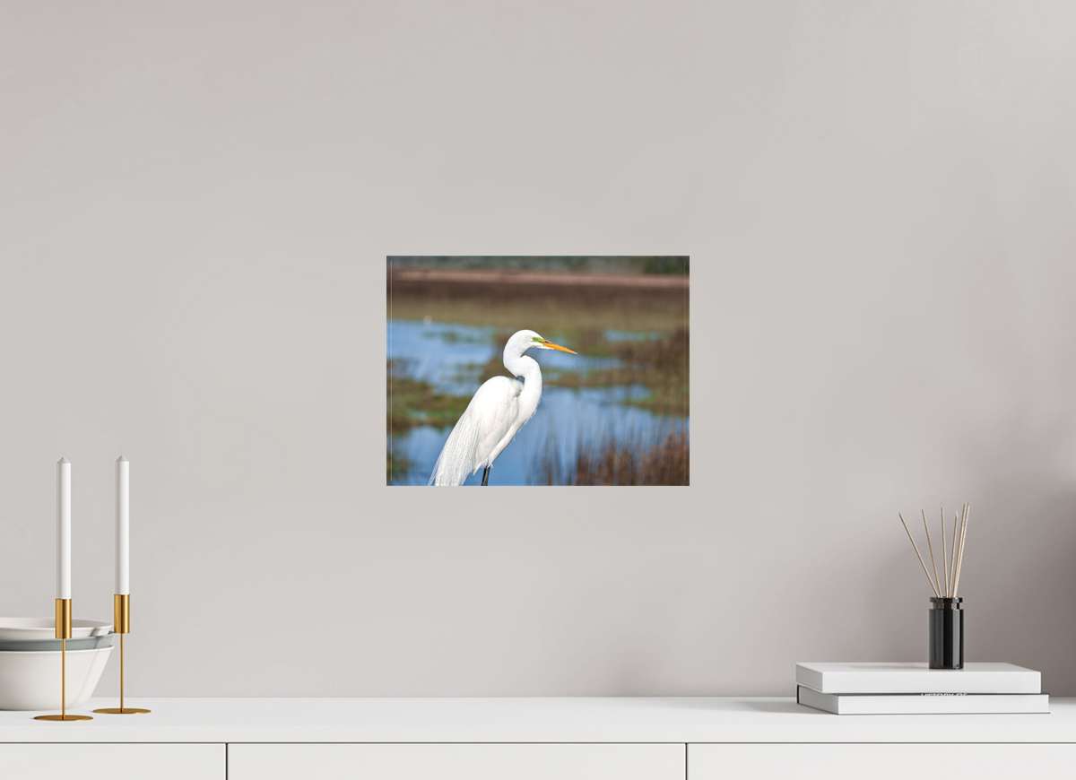 12 x 9″, Canvas Print A Great Egret