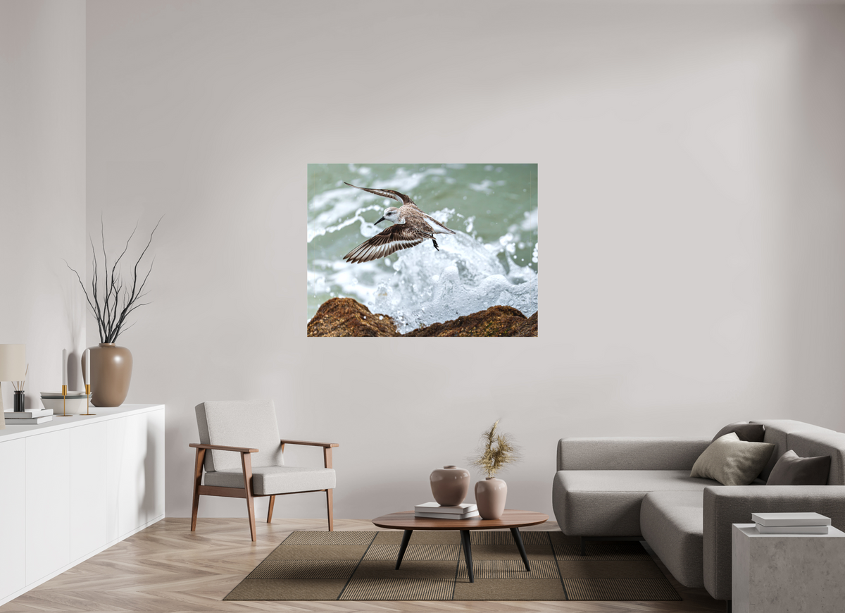 56 x 42″, Canvas Print A Sanderling and the Ocean