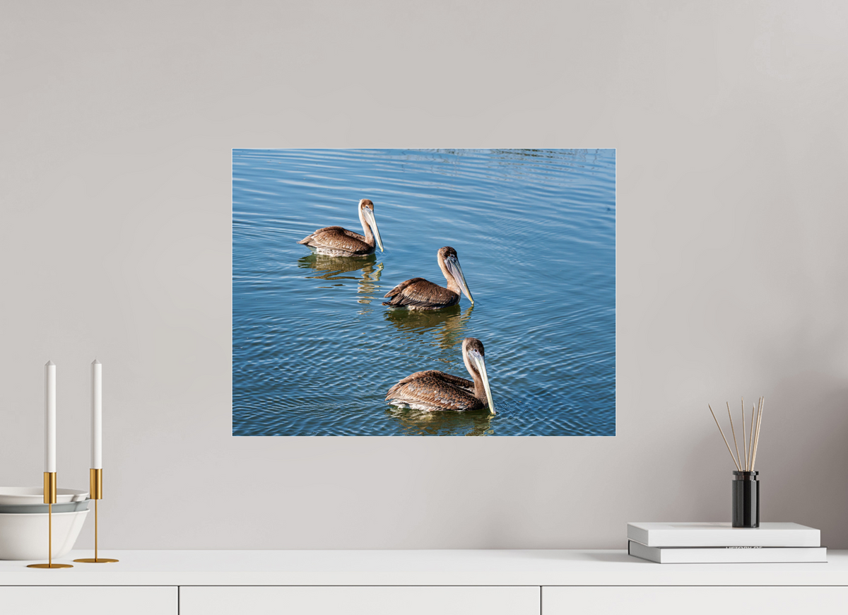 20 x 15″, Acrylic under Glass (Unframed) Triple Brown Pelican