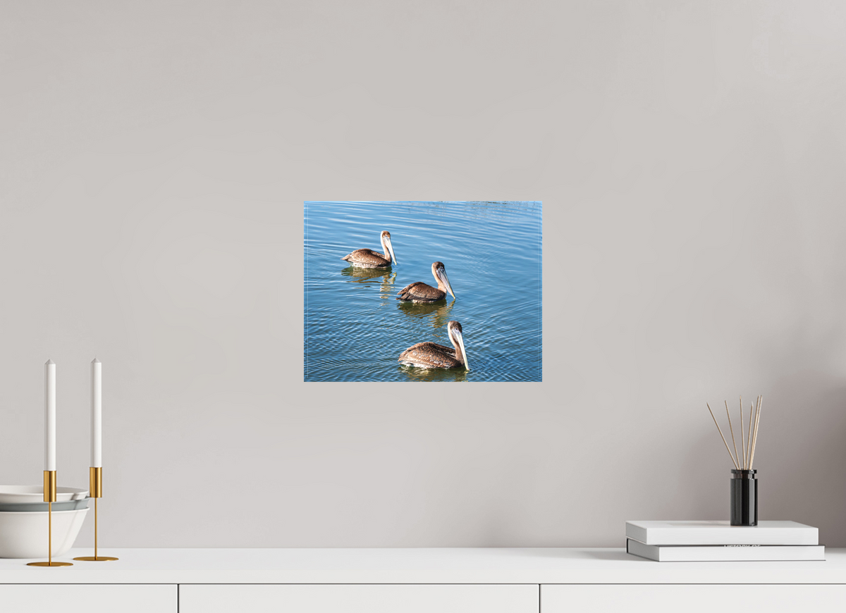 12 x 9″, Canvas Print Triple Brown Pelican