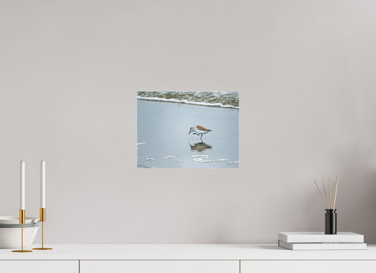 12 x 9″, Acrylic under Glass (Unframed) A Sanderling Scratch