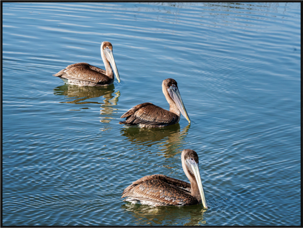 Main image Triple Brown Pelican