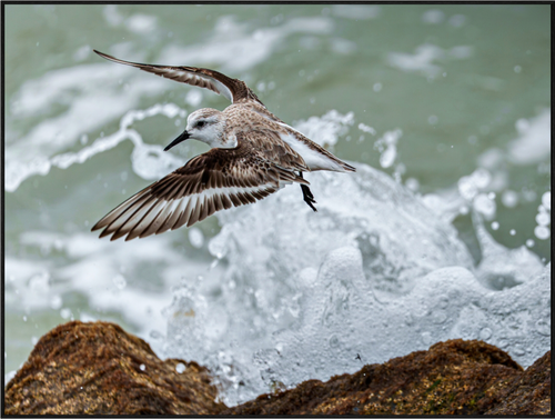 Main image A Sanderling and the Ocean