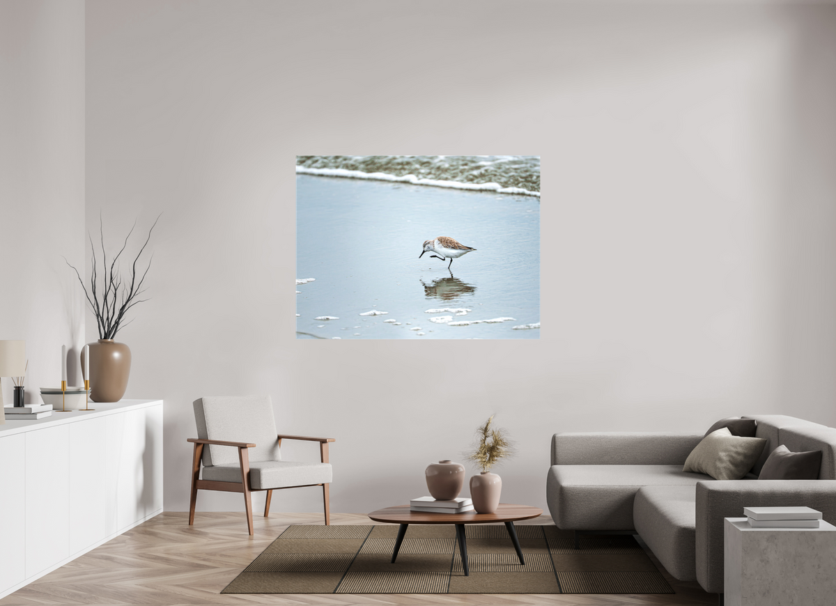 60 x 45″, Canvas Print A Sanderling Scratch