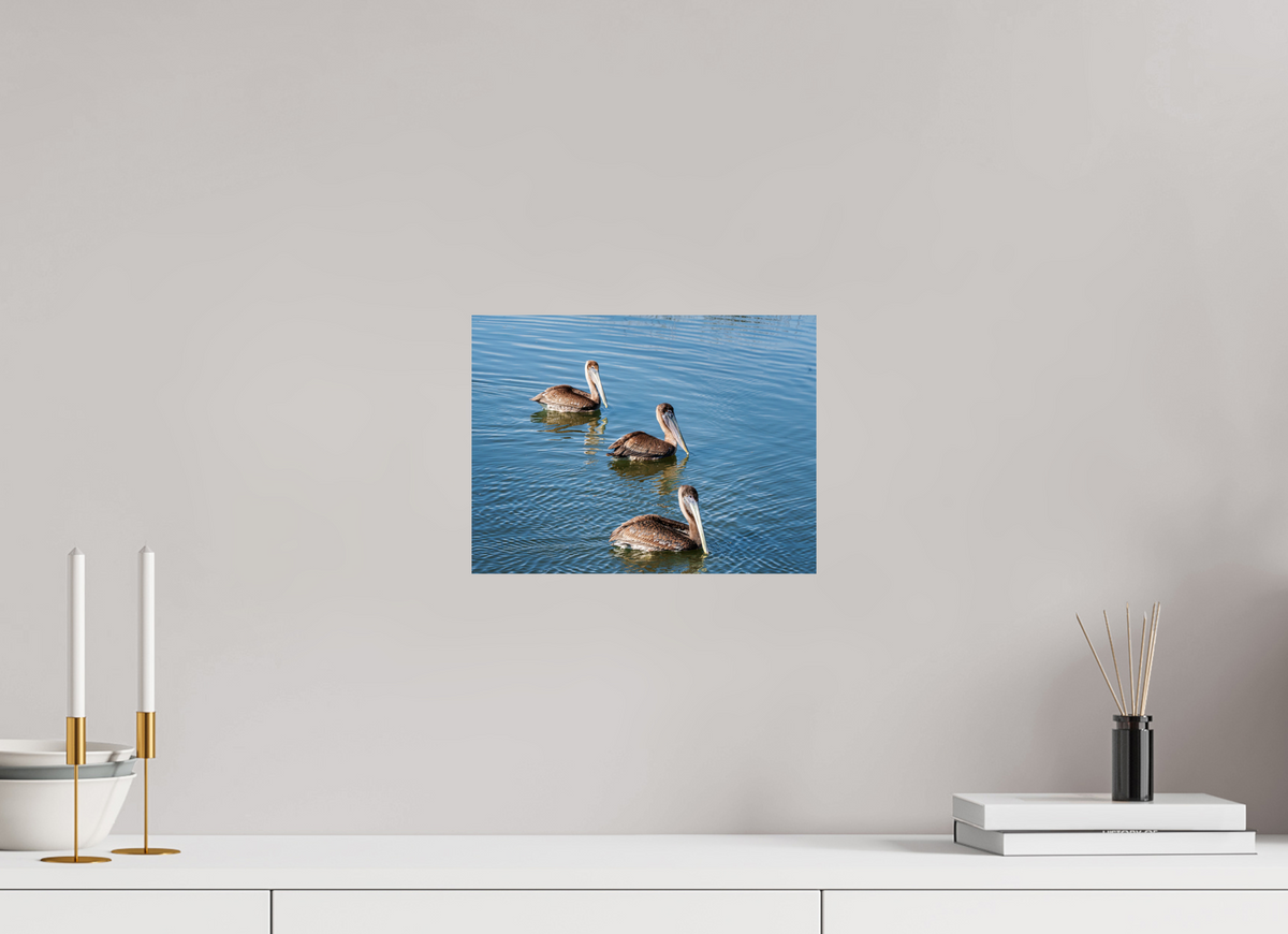 12 x 9″, Glossy Print (Unframed) Triple Brown Pelican