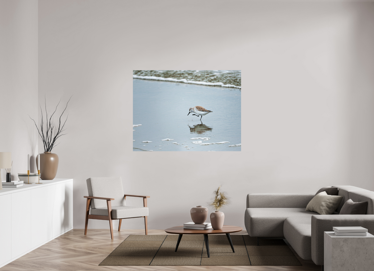 60 x 45″, Glossy Print (Unframed) A Sanderling Scratch