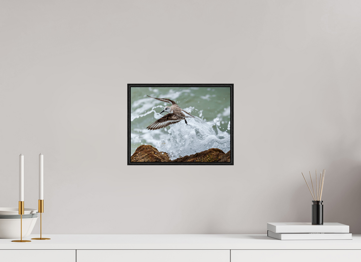 12 x 9″, Acrylic under Glass (Framed) A Sanderling and the Ocean