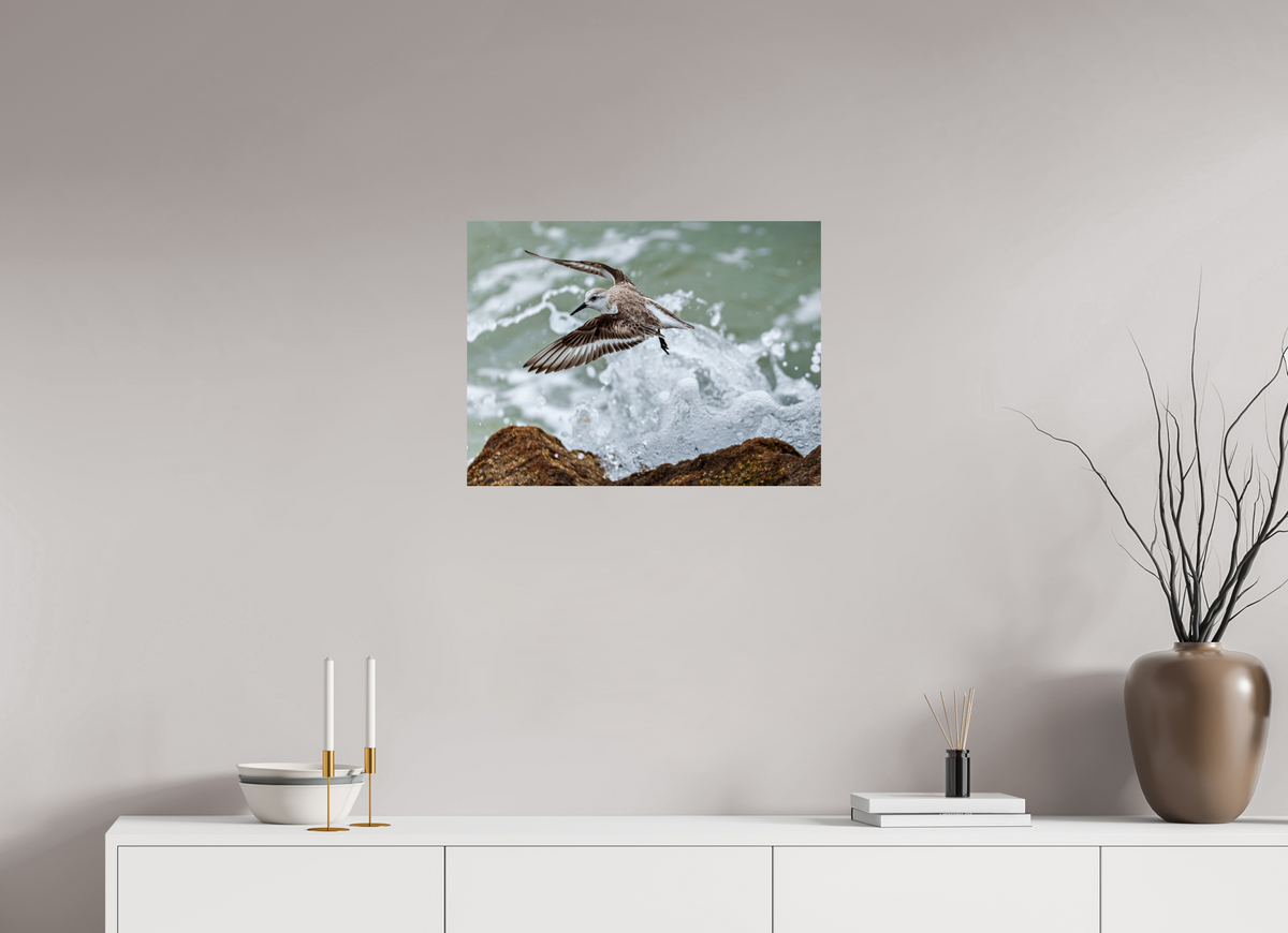 24 x 18″, Glossy Print (Unframed) A Sanderling and the Ocean