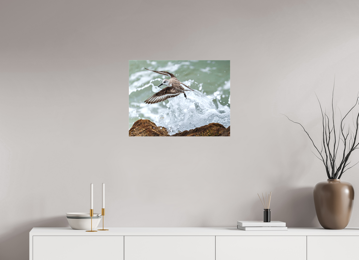 24 x 18″, Canvas Print A Sanderling and the Ocean