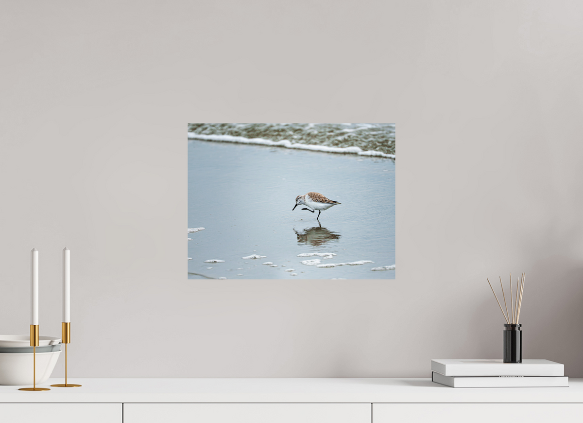 16 x 12″, Glossy Print (Unframed) A Sanderling Scratch