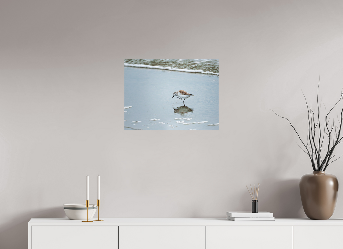 24 x 18″, Glossy Print (Unframed) A Sanderling Scratch