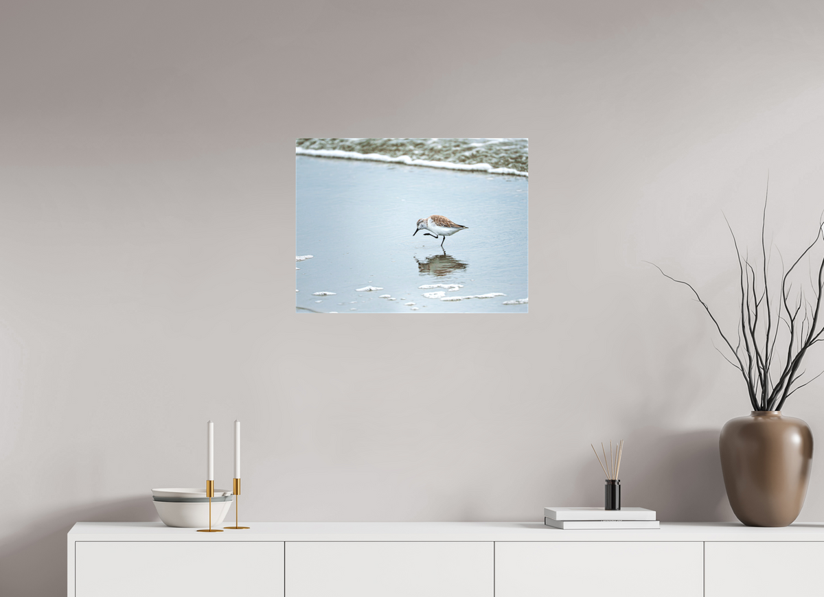 24 x 18″, Canvas Print A Sanderling Scratch