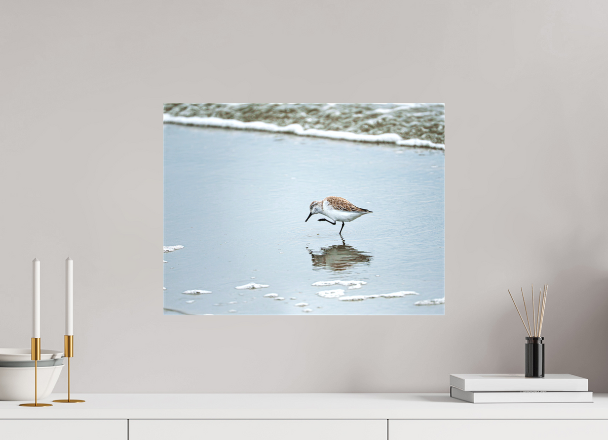 20 x 15″, Canvas Print A Sanderling Scratch