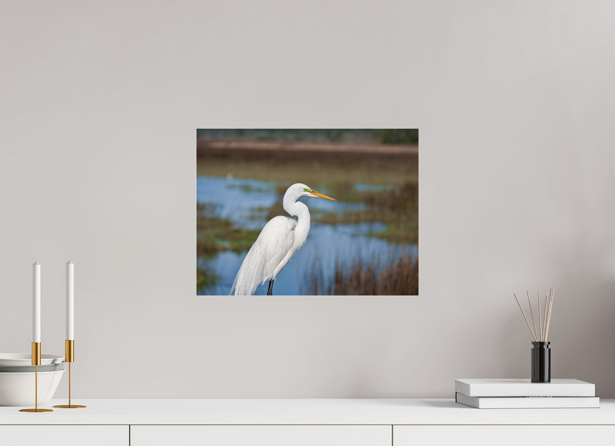 16 x 12″, Acrylic under Glass (Unframed) A Great Egret