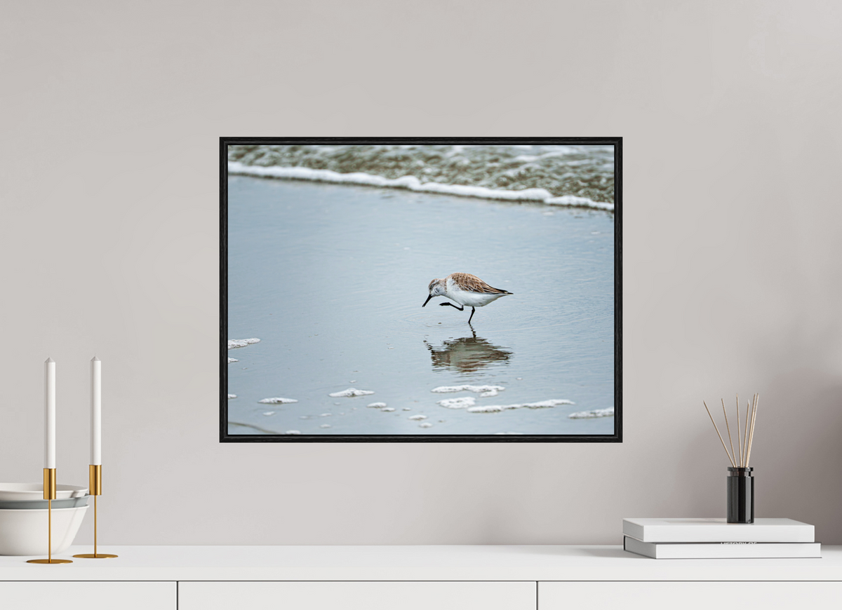 20 x 15″, Acrylic under Glass (Framed) A Sanderling Scratch