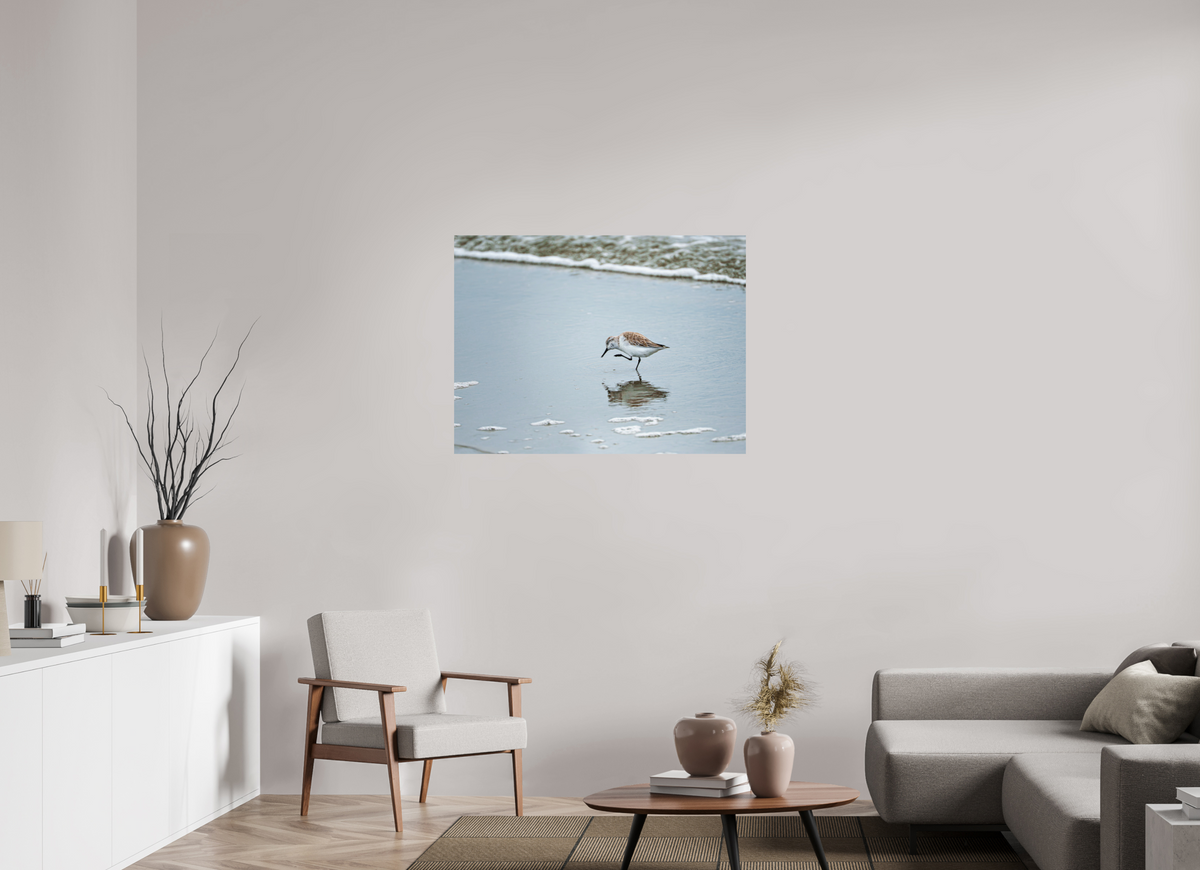 40 x 30″, Glossy Print (Unframed) A Sanderling Scratch