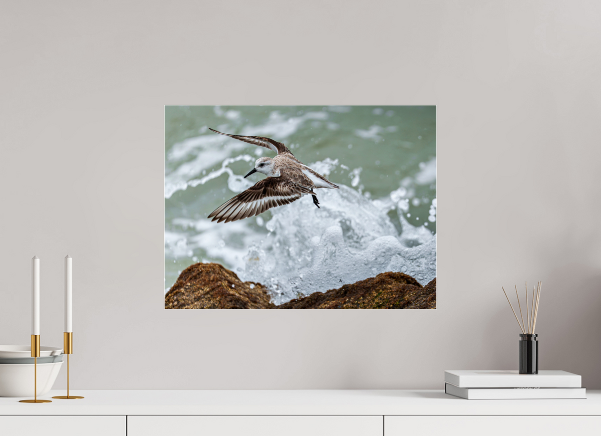 20 x 15″, Acrylic under Glass (Unframed) A Sanderling and the Ocean