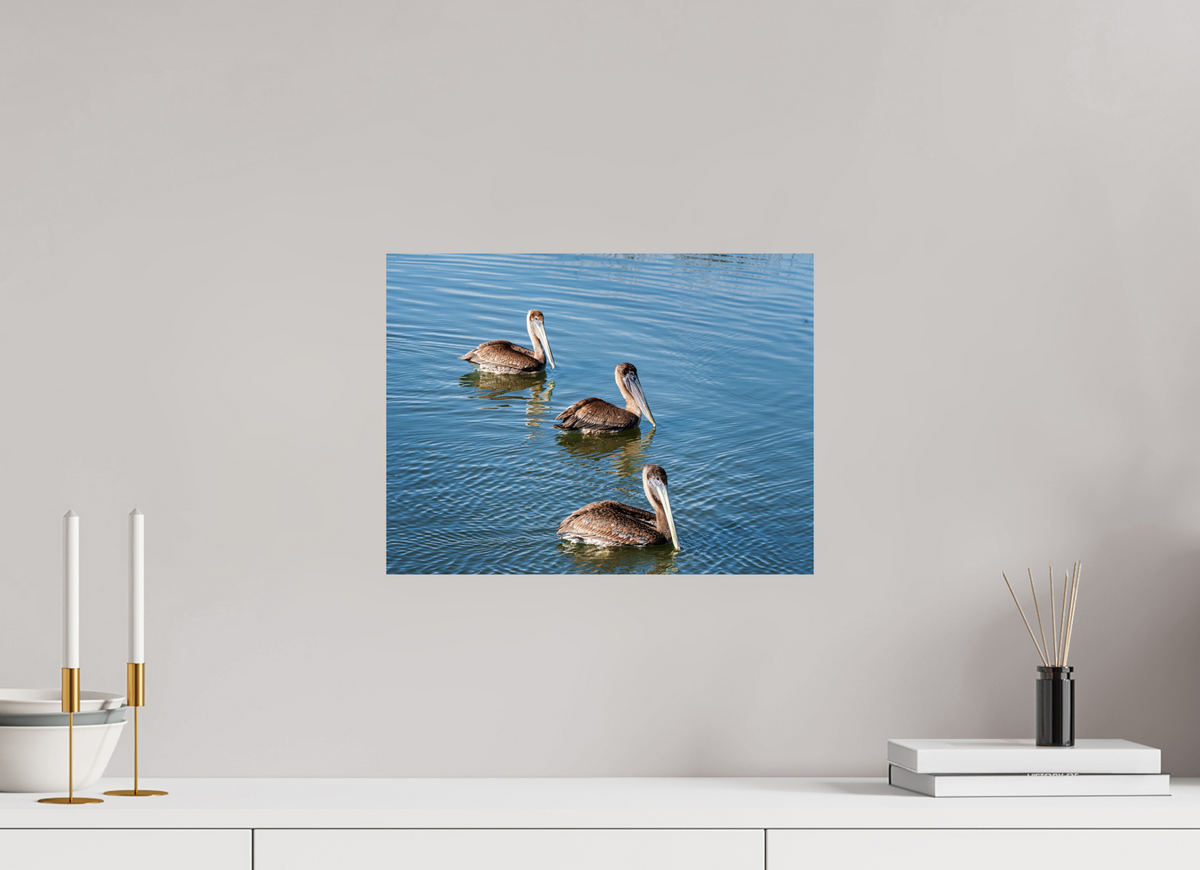 16 x 12″, Glossy Print (Unframed) Triple Brown Pelican