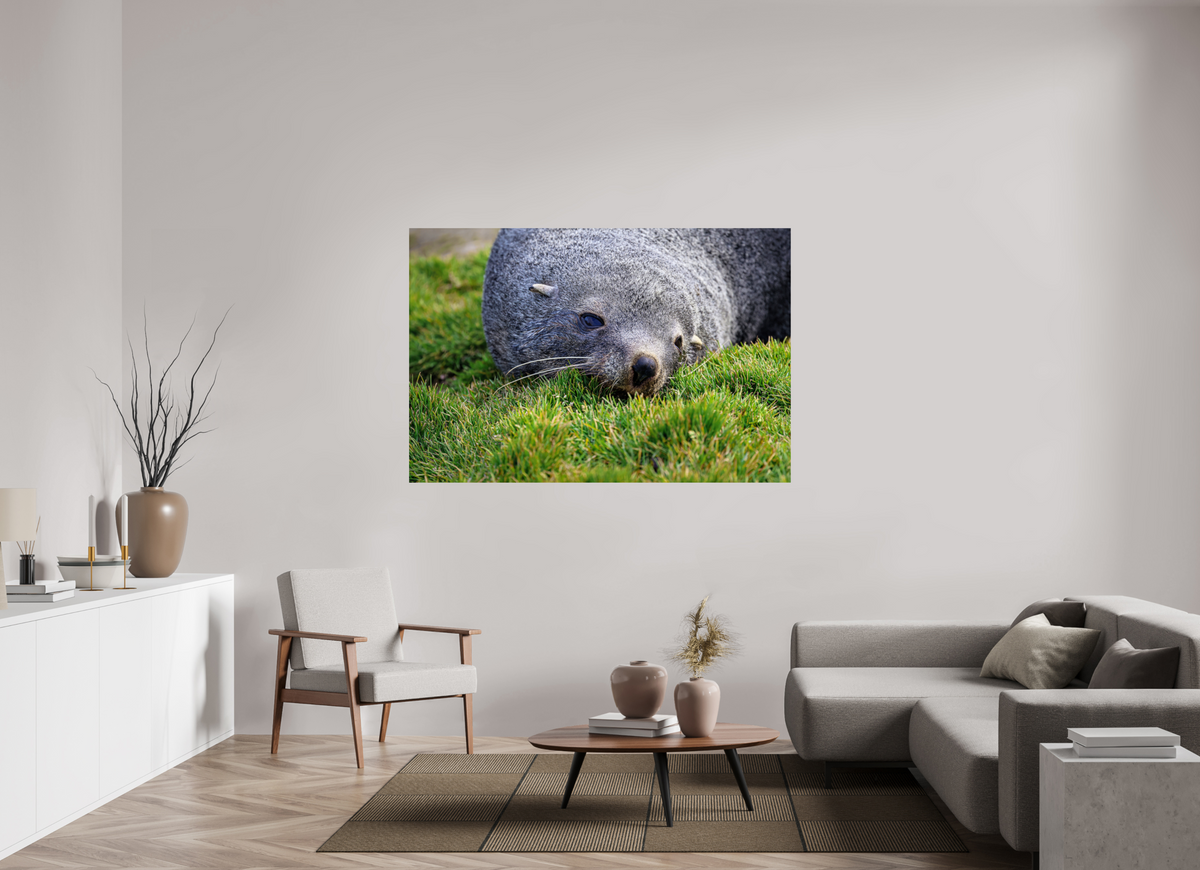 66 x 44″, Glossy Print (Unframed) A22
