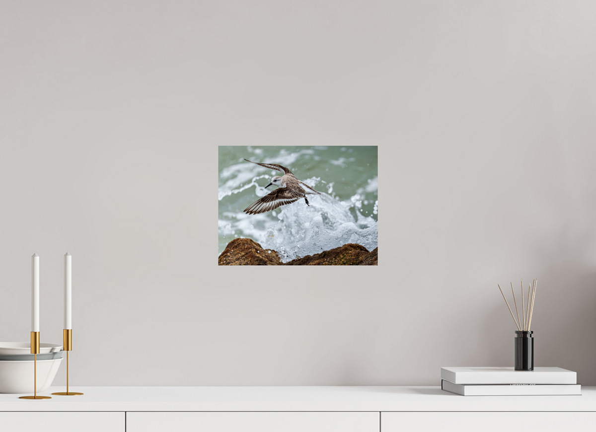 12 x 9″, Glossy Print (Unframed) A Sanderling and the Ocean
