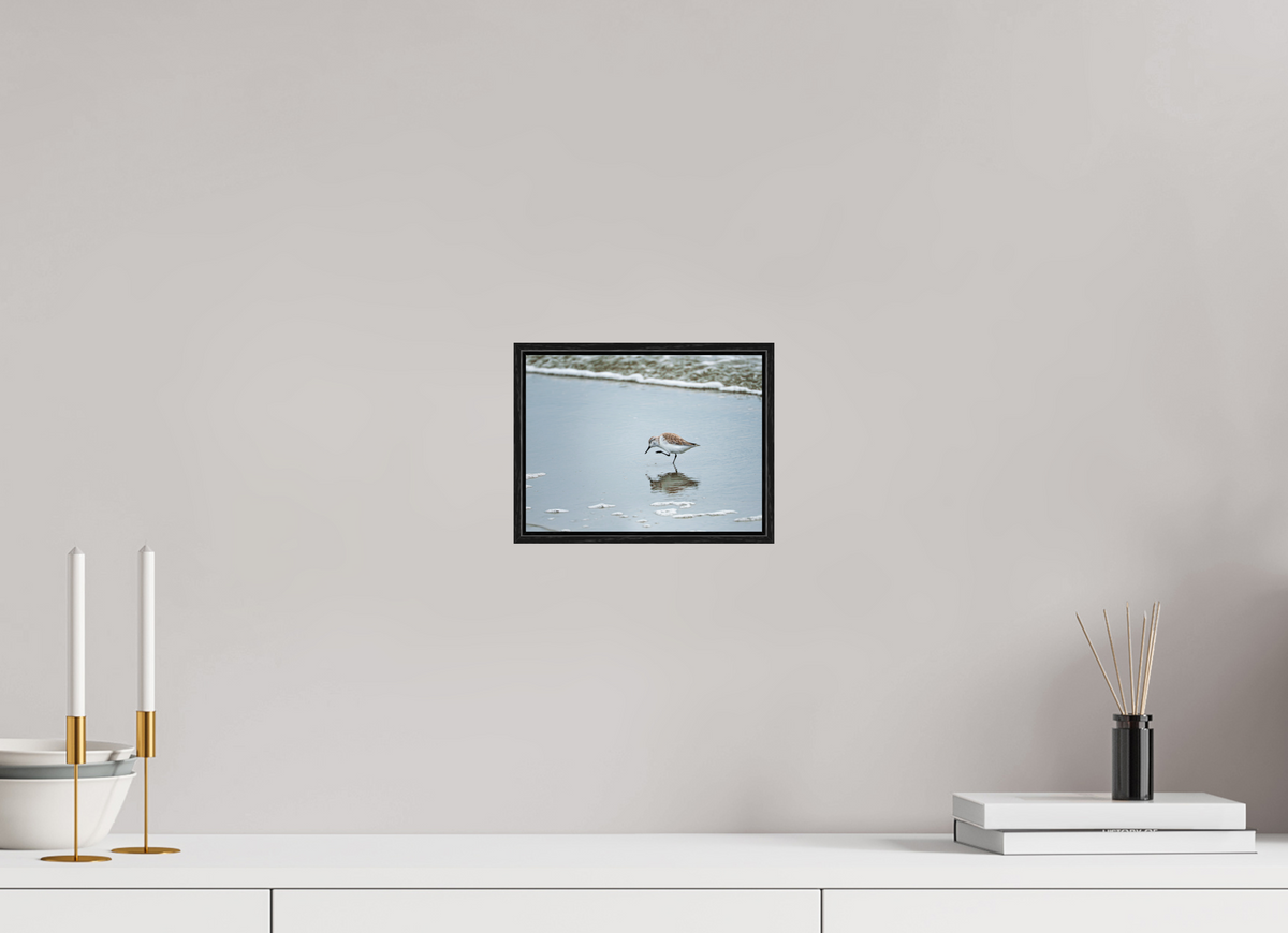 8 x 6″, Acrylic under Glass (Framed) A Sanderling Scratch