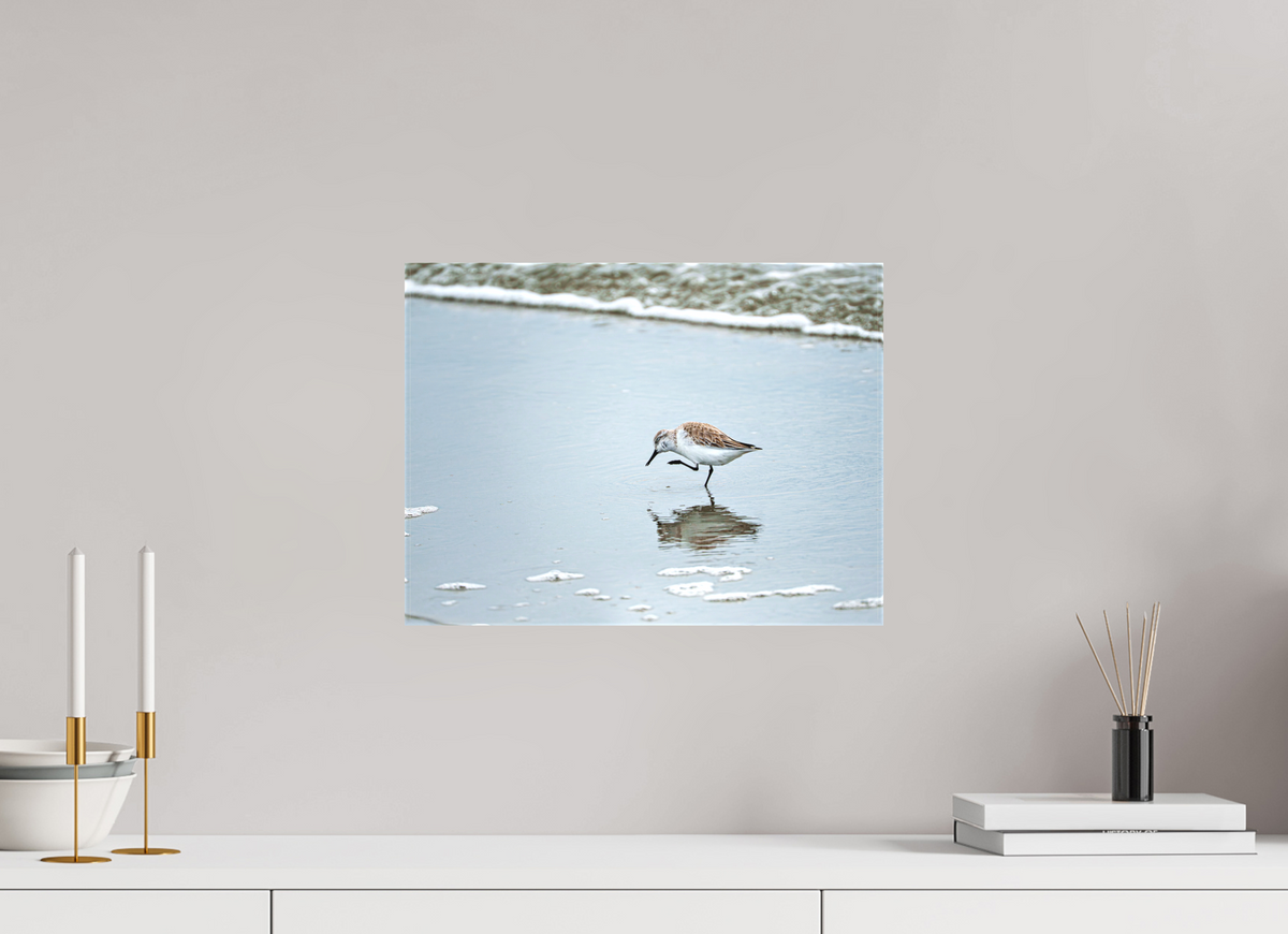 16 x 12″, Canvas Print A Sanderling Scratch